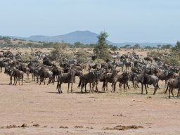 Western_Corridor2009-10